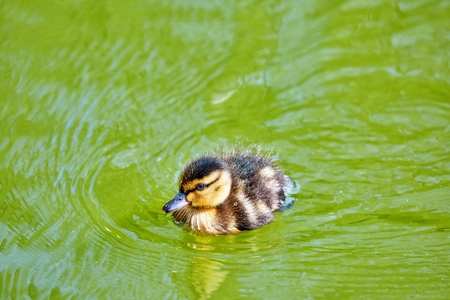 Young city ducks floating in sunny green summer water with waves and reflectionsの写真素材