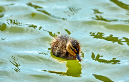 Young city ducks floating in sunny green summer water with waves and reflectionsの写真素材