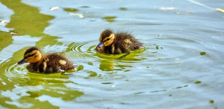 Young city ducks floating in sunny green summer water with waves and reflectionsの写真素材
