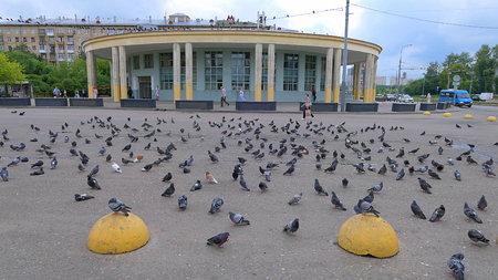 huge pigeon flock waiting for feeding near metro station in Moscowのeditorial素材