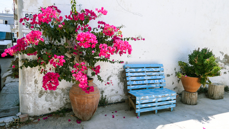 Pink flowers of summer Cyprus in ceramic vase near a navy benchの写真素材