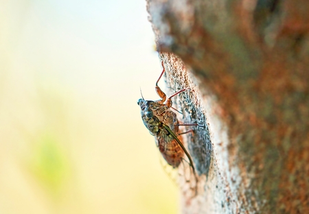 Cyprus cicada on sunny summer tree in day timeの写真素材