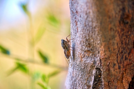 Cyprus cicada on sunny summer tree in day time