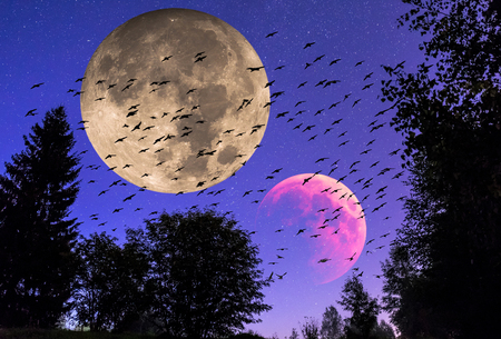 Moon collage of night plants contours and starring dark sky with black birds