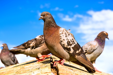 Vibrant mage of pigeon bird on wooden roof on background of blue skyの写真素材