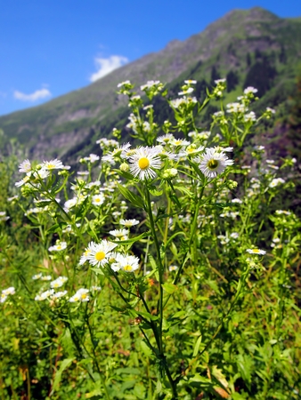 Austria Alps in summer sunny day with green slopes, flowers and evergreen treesの写真素材