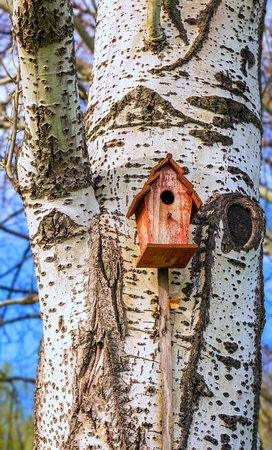 Vibrant view of small birdhouse on tree in springの写真素材