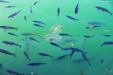 Bright of sunny Croatia fish river in summer Krka tourist resortの写真素材