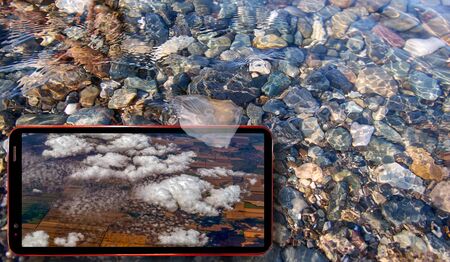 Collage of sunny jellyfish floating in water above Black sea stones and cell phone displaying nice...