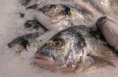 Raw fresh fish on cold pieces of ice in market place close up