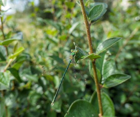 Small green dragonfly on fresh plant leaves close up in Moscowの写真素材