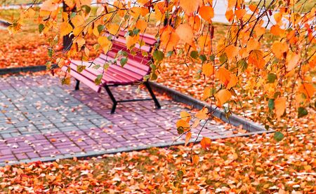 Vibrant view of autumn park in campus of famous Russian university with red orange fallen leaves, birch trees and benchの写真素材