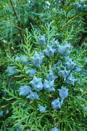Blue juniper cones on green tree twig close up in Moscowの写真素材