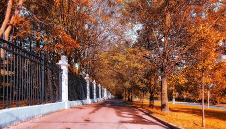 Vibrant view of orange autumn alley of golden sunny trees  with white and black fences and red asphalt roadの写真素材