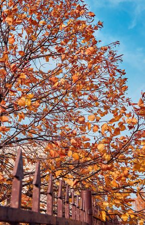 Vibrant view of autumn park in campus of famous Russian university with red orange fallen leaves,...