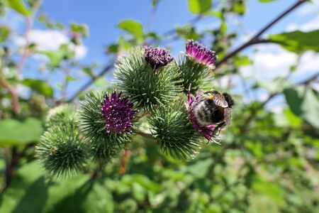 Sunny purple thistle flower with large fat bumble bees close up in spring Moscow