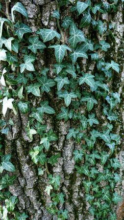 Green sunny creeping plant leaves on tree trunk of stem with moss and lichen close upの写真素材