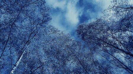 Color gradient background from vibrant view of orange autumn birch trees in Moscow against cloudy sunny blue skyの写真素材