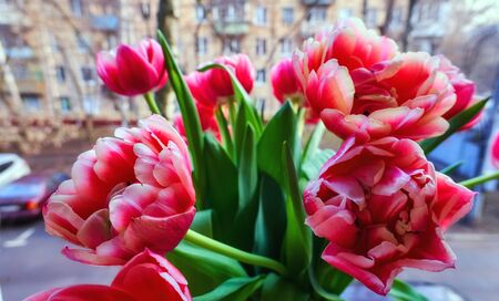 Juicy colourful spring tulips of the International women day close upの写真素材