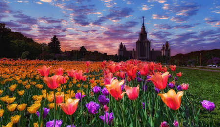 Summer sunset campus of old university with vibrant tulips under dramatic skyの写真素材