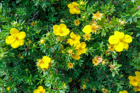 Natural background of small yellow buttercup flowers and green leavesの写真素材