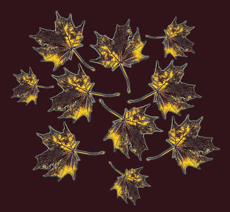 Art pattern of autumn maple leaves