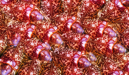 Seamless background pattern digitally generated from summer beetles