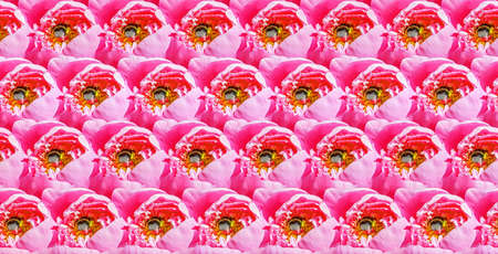 Seamless background pattern digitally generated from summer sunny peony flowers and fat bumble bees