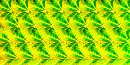 Seamless background pattern digitally generated from natural autumn maple leaves