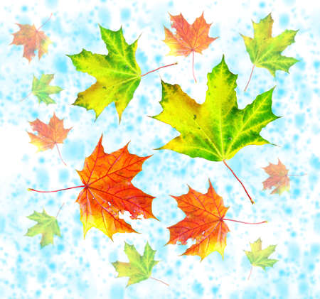 Spiral pattern of autumn maple tree leaves