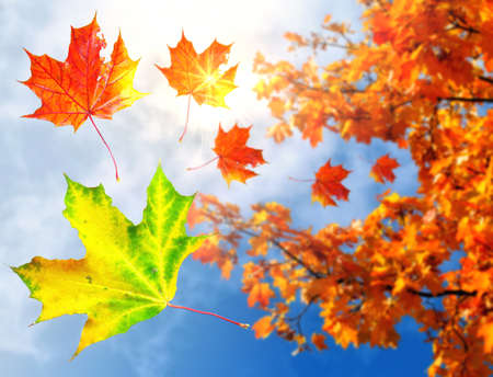 Spiral pattern of autumn maple tree leaves