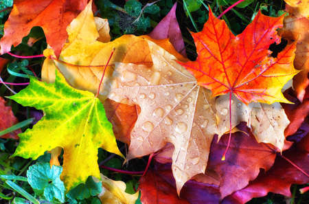 Colorful autumn leaves fallen onto green grass with small water droplets and spider close up