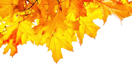 Golden autumn maple leaves isolated on white background