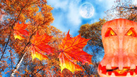 Flame halloween pumpkin and red maple leaves on background of orange autumn birch trees in Moscow against cloudy sunny blue skyの写真素材