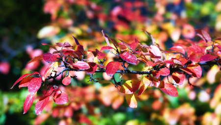 Tree branch with colorful autumn leaves under bright sunlight in Moscow