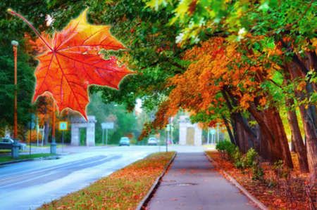 Red sunny maple leaves on blurred autumn background of tree alleyの写真素材