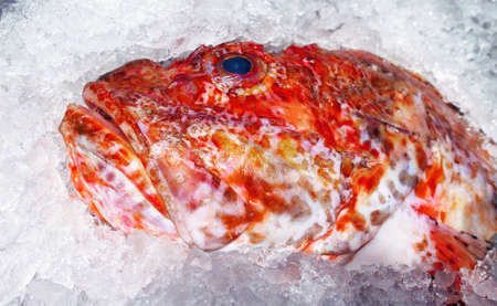 Dead ocean angler fish cooled in ice on market close up