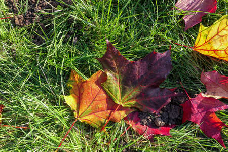 Maple tree autumn leaves in sunny morning on green wet grass in Moscow