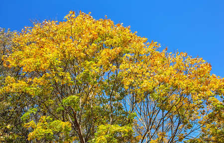Sunny autumn maple leaves under clear blue skyの写真素材