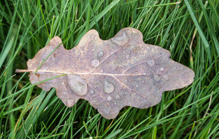 Wet fallen oak leaf with water drops on green grass in autumnの写真素材