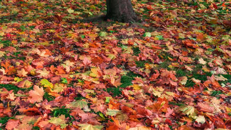 Fallen color leaves on ground in autumn Moscowの写真素材