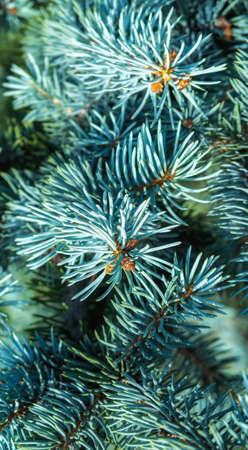 Background picture of evergreen tree needles close upの写真素材