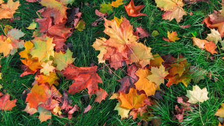Fallen color leaves on ground in autumn Moscowの写真素材