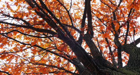 Golden oak tree in autumn from belowの写真素材