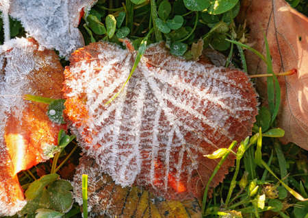 Sunny autumn leaves in green grass with white crystals of ice close upの写真素材