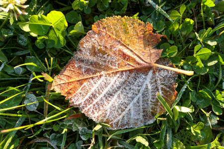 Sunny autumn leaves in green grass with white crystals of ice close upの写真素材