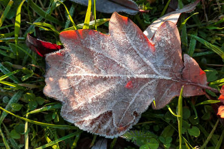 Sunny autumn oak leaf in green grass with white crystals of ice close upの写真素材