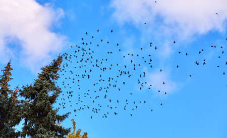 Bird flock on background of blue sky in Moscowの写真素材
