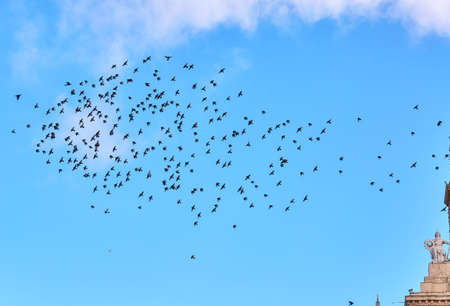 Bird flock on background of blue sky in Moscowの写真素材