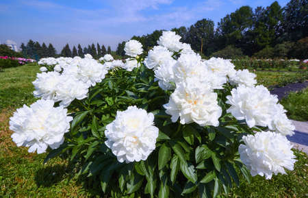 White peony in botanical garden in sunny Moscowの写真素材